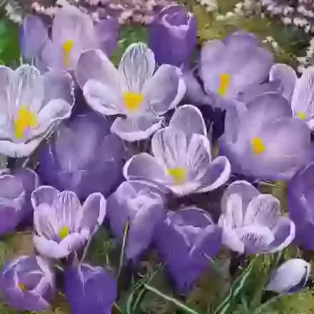 Large Flowering Blue Crocus - 3 Colours